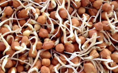 Sprouted Chana