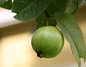 Guava leaves for weight loss