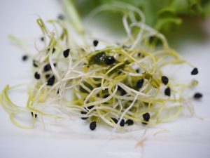 Methi Sprouts