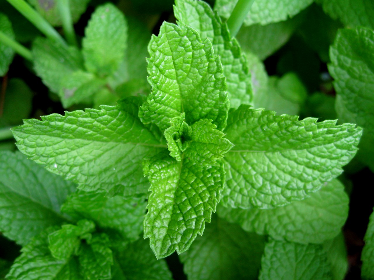 Mint leaves for weight loss