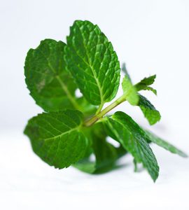 Mint leaves for weight loss