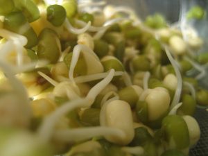 moong daal sprouts
